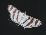 Zebronia phenice